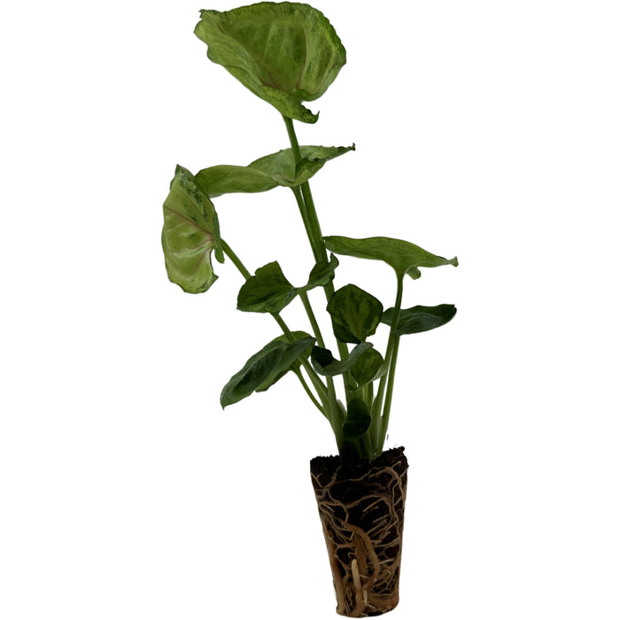 Synogonium Bob Allusion- Starter Plant / 4" Grower Pot