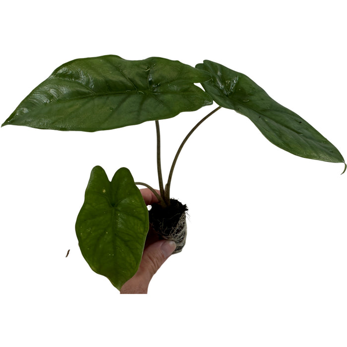 Alocasia Heterophylla "Corazon" Starter Plant or 4" Grower Pot