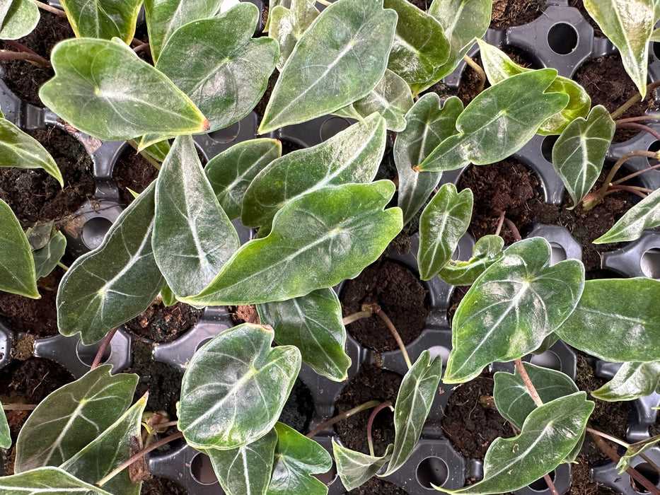 Alocasia Dragon's Tooth-Starter Plant or 4" Grower Pot