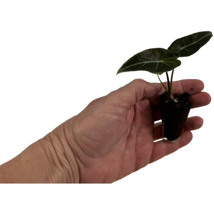 Alocasia Dragon's Tooth-Starter Plant or 4" Grower Pot
