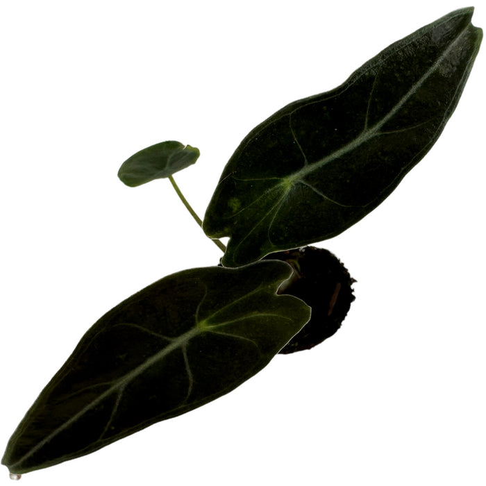 Alocasia Dragon's Tooth-Starter Plant or 4" Grower Pot