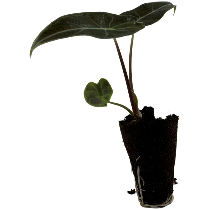 Alocasia Dragon's Tooth-Starter Plant or 4" Grower Pot