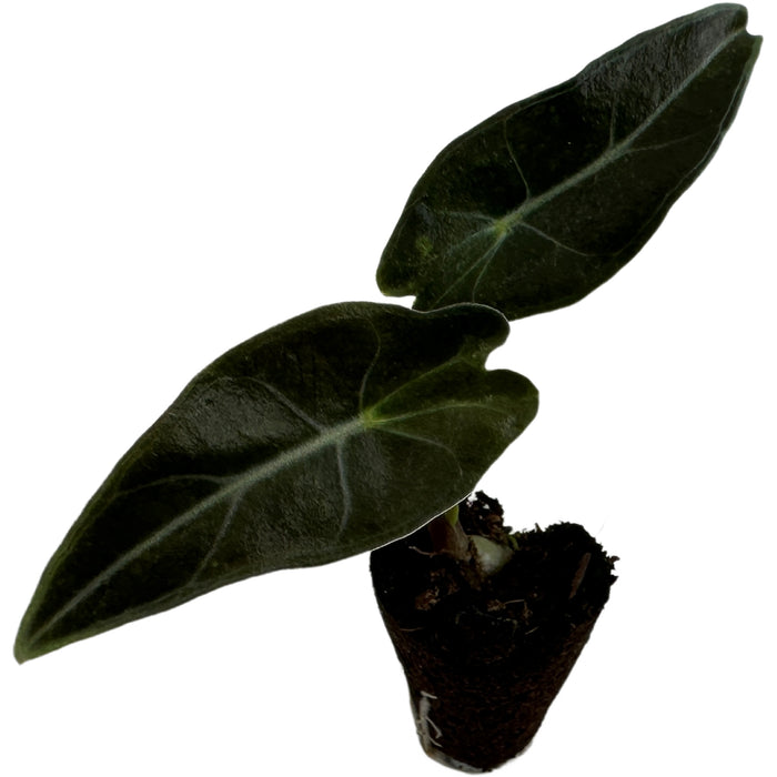 Alocasia Dragon's Tooth-Starter Plant or 4" Grower Pot