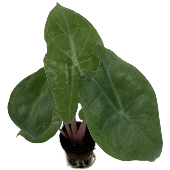 Alocasia Ivory Coast-Starter Plant/4" Grower Pot