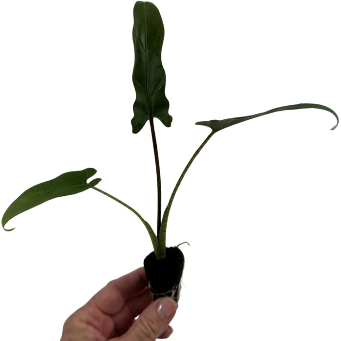 Alocasia Lauterbaachinana - Starter Plant or 4" Grower Pot