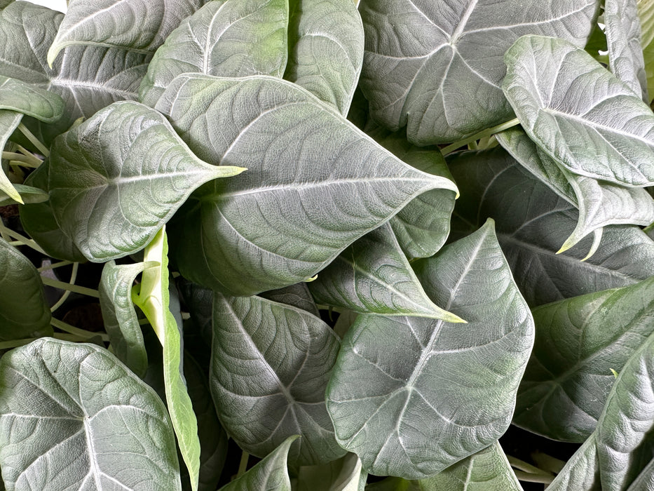 Alocasia Maharani Starter Plant or 4" Grower Pot