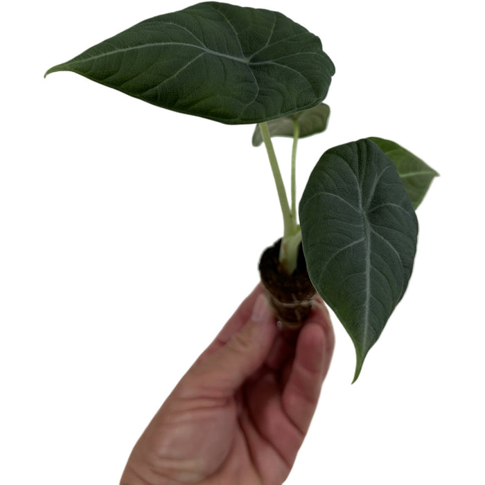 Alocasia Maharani Starter Plant or 4" Grower Pot