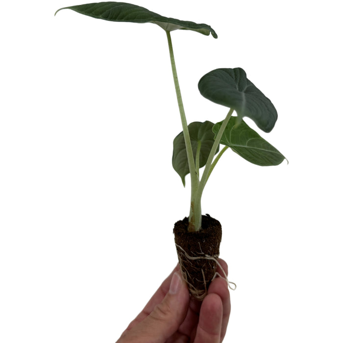 Alocasia Maharani Starter Plant or 4" Grower Pot