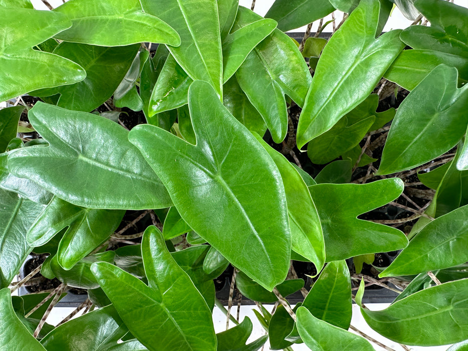 Alocasia Zebrina Starter Plant/4" Grower Pot