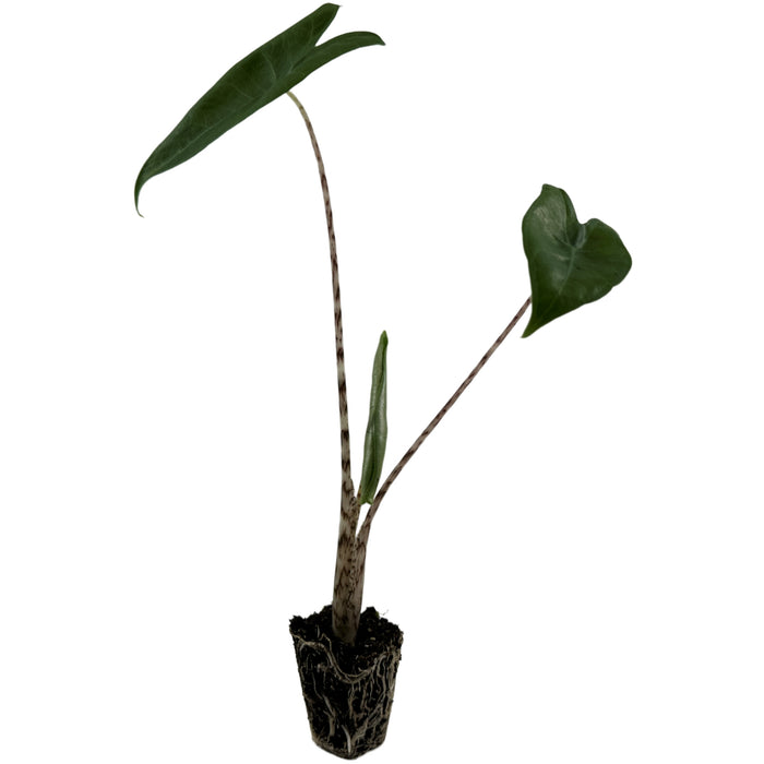 Alocasia Zebrina Starter Plant/4" Grower Pot