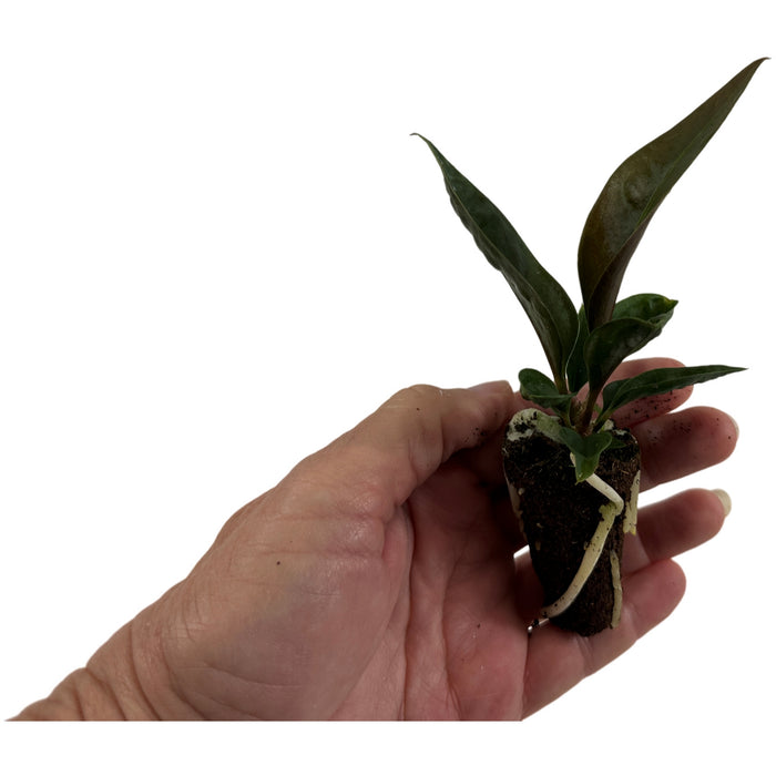 Anthurium Superbum-Starter Plant/4" Grower Pot