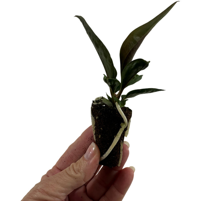 Anthurium Superbum-Starter Plant/4" Grower Pot