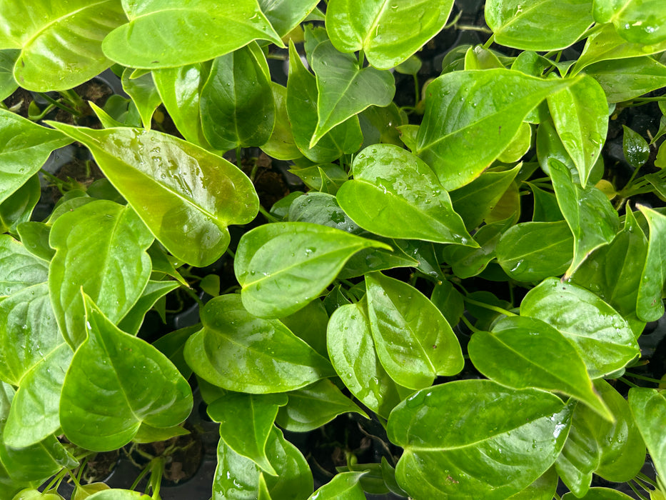 Anthurium Veitchii "King"-Starter Plant/4" Grower Pot