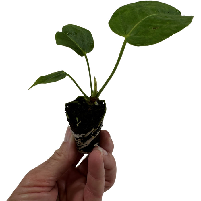 Anthurium Veitchii "King"-Starter Plant/4" Grower Pot