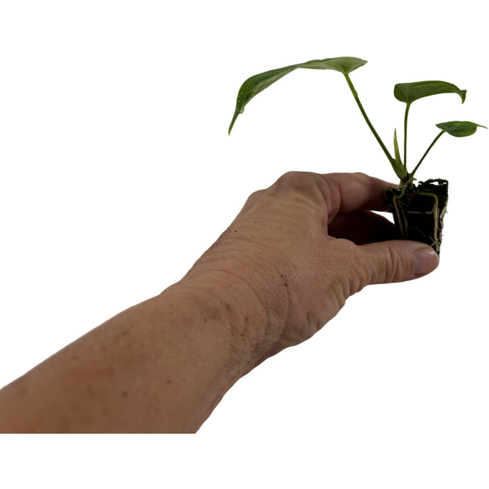 Anthurium Veitchii "King"-Starter Plant/4" Grower Pot