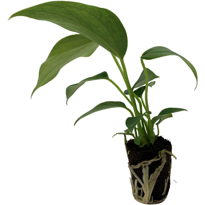 Anthurium Pizzazz- Starter Plant/4" Grower Pot