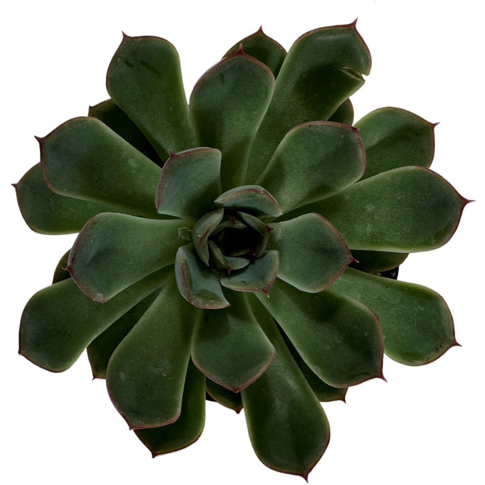 Apus Echeveria 4" Grower Pot