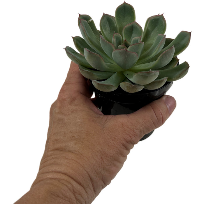 Apus Echeveria 4" Grower Pot