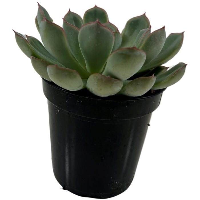 Apus Echeveria 4" Grower Pot