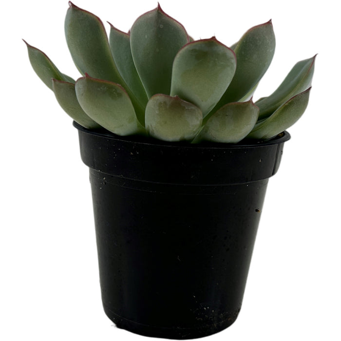 Apus Echeveria 4" Grower Pot