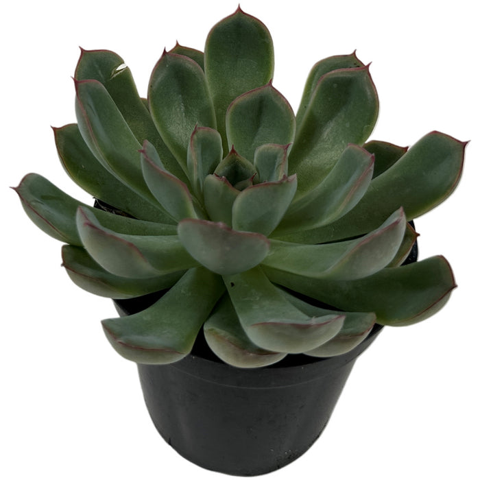 Apus Echeveria 4" Grower Pot