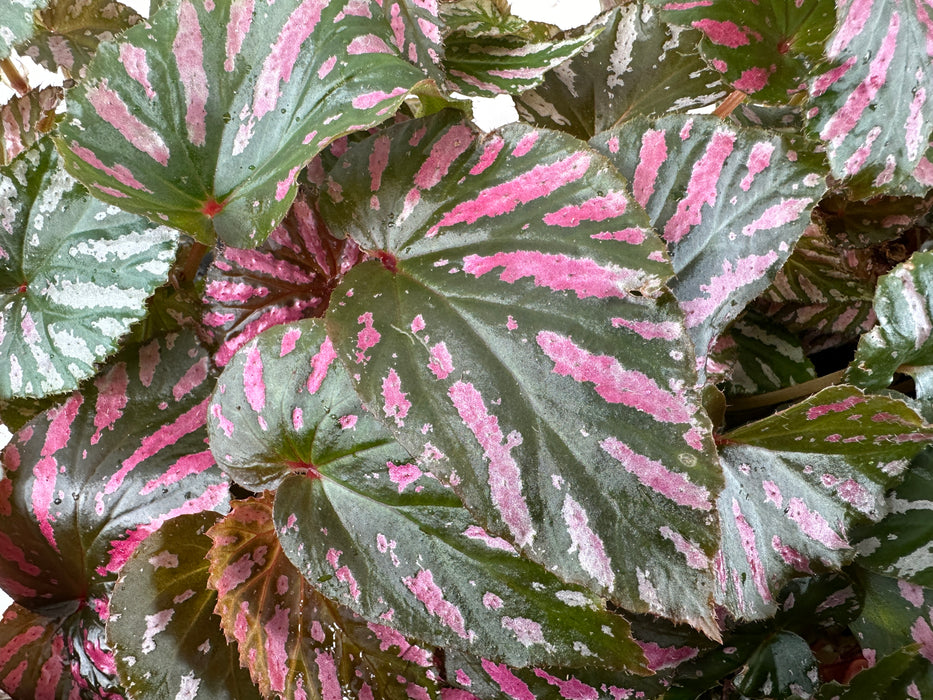 Begonia Brevirimosa "Exotica"-Starter Plant/4" Grower Pot