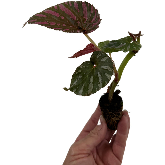 Begonia Brevirimosa "Exotica"-Starter Plant/4" Grower Pot