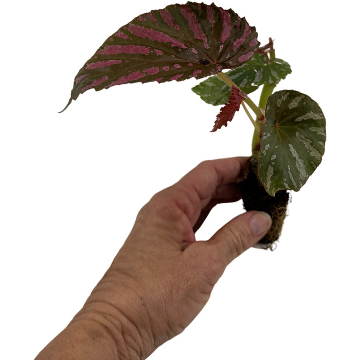 Begonia Brevirimosa "Exotica"-Starter Plant/4" Grower Pot