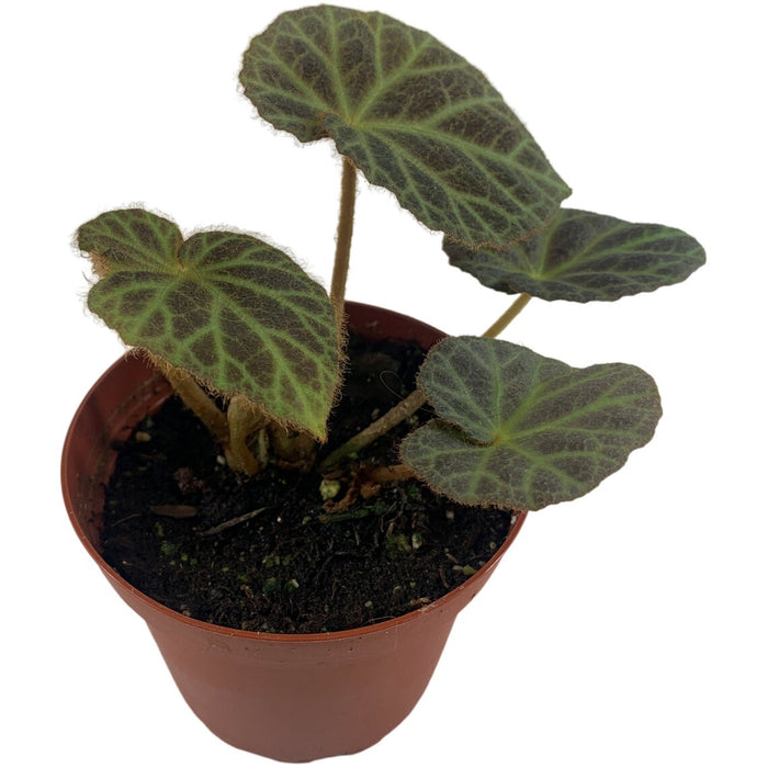 Begonia Klemmei