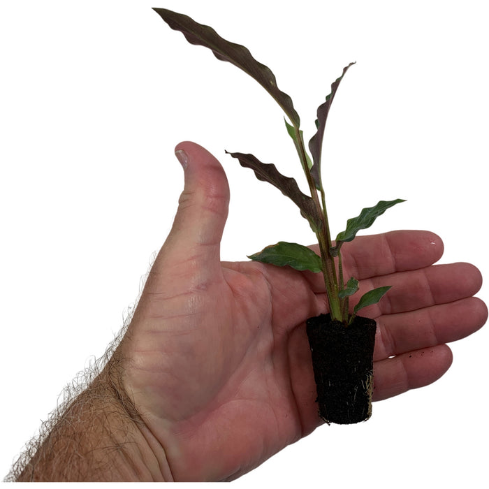 Calathea Elgergrass Starter Plant or 4" Grower Pot