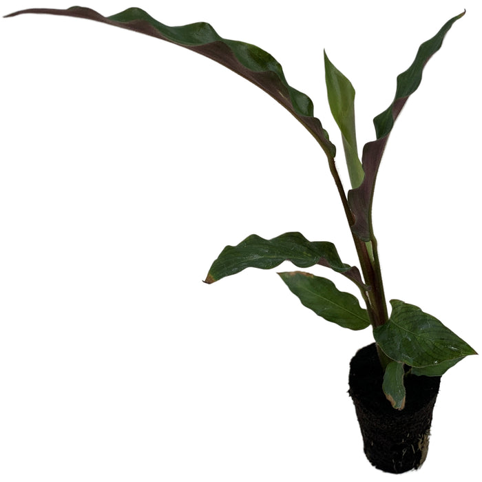 Calathea Elgergrass Starter Plant or 4" Grower Pot