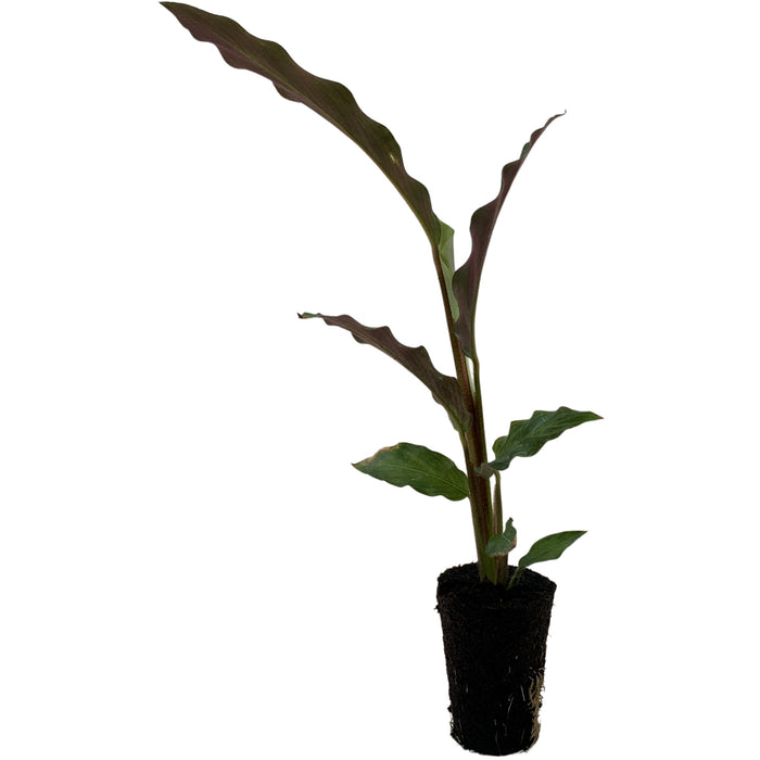 Calathea Elgergrass Starter Plant or 4" Grower Pot