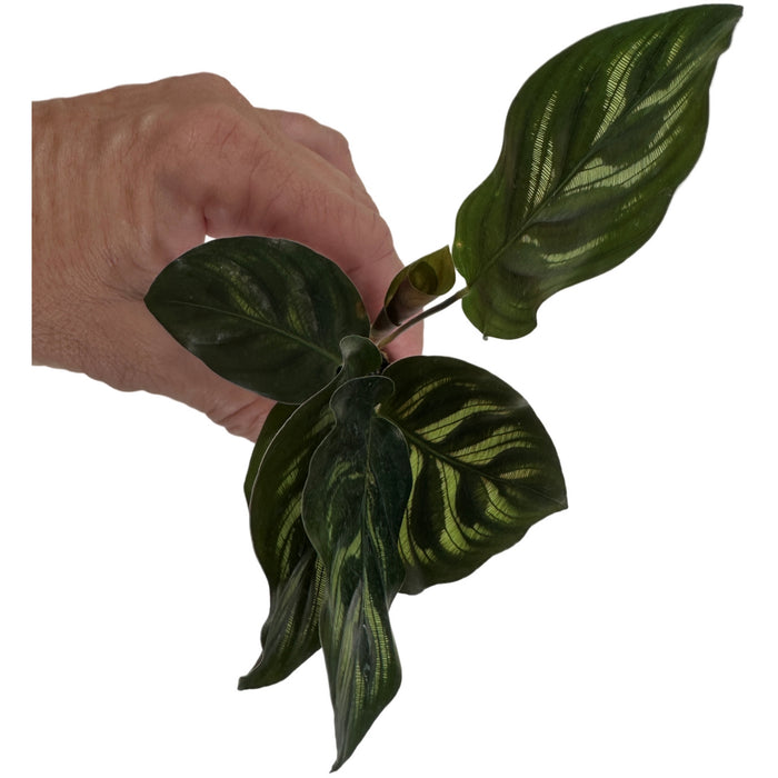 Calathea Peacock-Starter Plant/4" Grower Pot