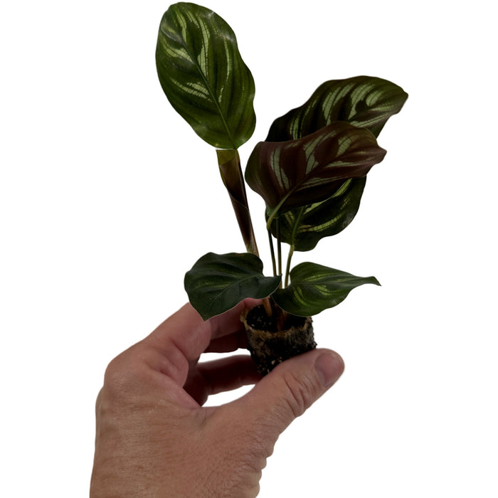 Calathea Peacock-Starter Plant/4" Grower Pot