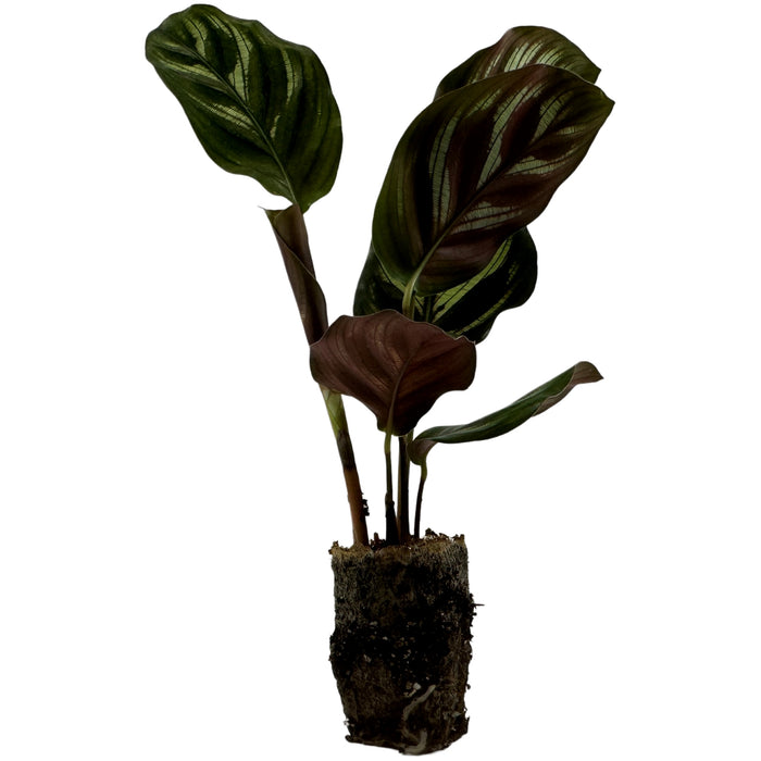 Calathea Peacock-Starter Plant/4" Grower Pot