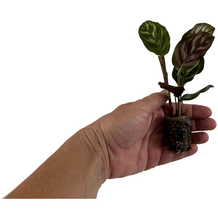 Calathea Peacock-Starter Plant/4" Grower Pot