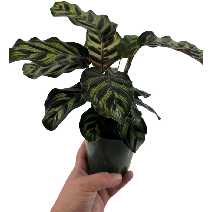 Calathea Peacock-Starter Plant/4" Grower Pot