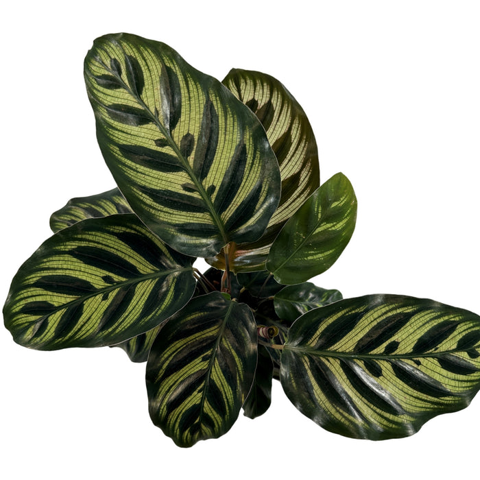 Calathea Peacock-Starter Plant/4" Grower Pot