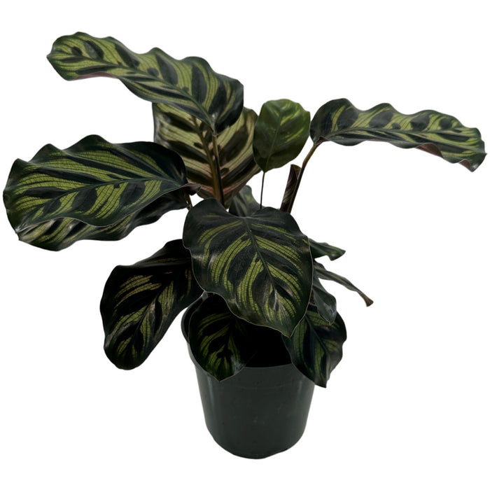 Calathea Peacock-Starter Plant/4" Grower Pot