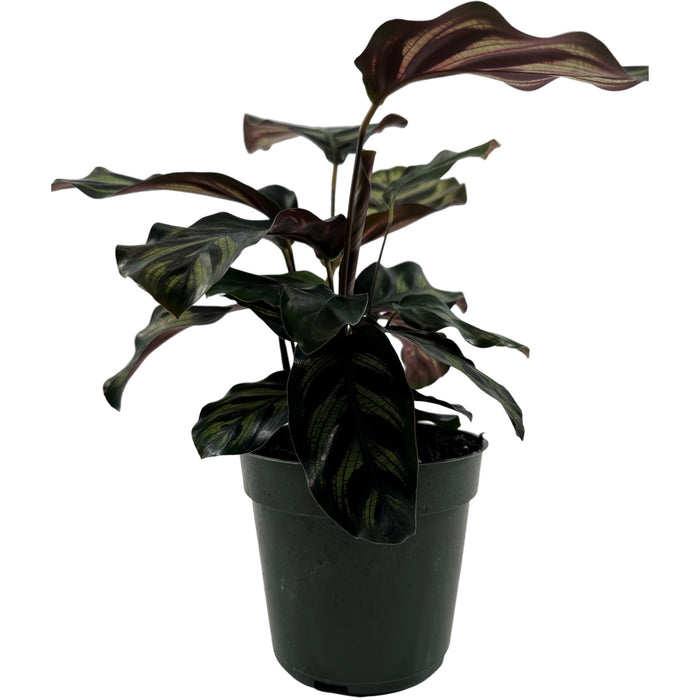 Calathea Peacock-Starter Plant/4" Grower Pot