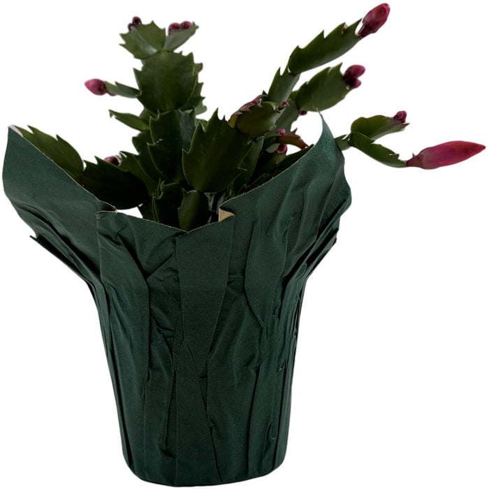 Christmas Cactus 4" or 6" Grower Pot with Holiday Slip Cover- Grower's Choice