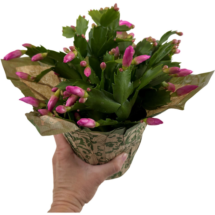 Christmas Cactus 4" or 6" Grower Pot with Holiday Slip Cover- Grower's Choice