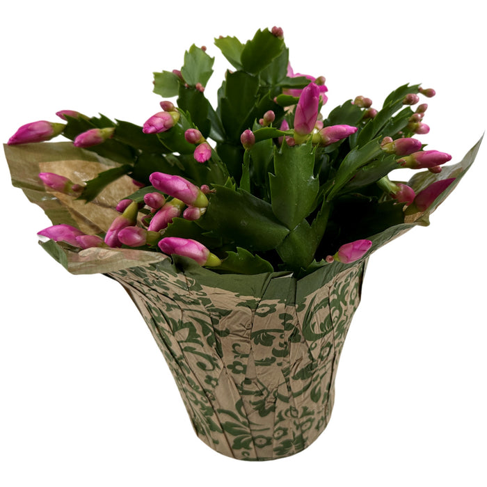 Christmas Cactus 4" or 6" Grower Pot with Holiday Slip Cover- Grower's Choice