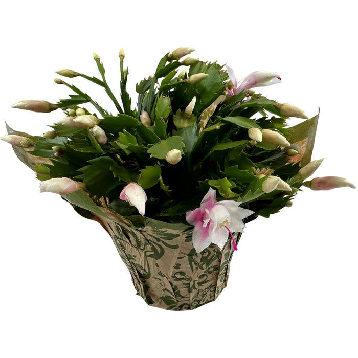 Christmas Cactus 4" or 6" Grower Pot with Holiday Slip Cover- Grower's Choice