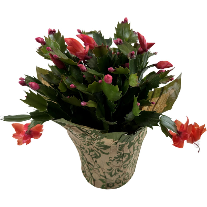 Christmas Cactus 4" or 6" Grower Pot with Holiday Slip Cover- Grower's Choice