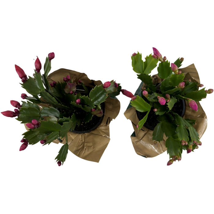 Christmas Cactus 4" or 6" Grower Pot with Holiday Slip Cover- Grower's Choice