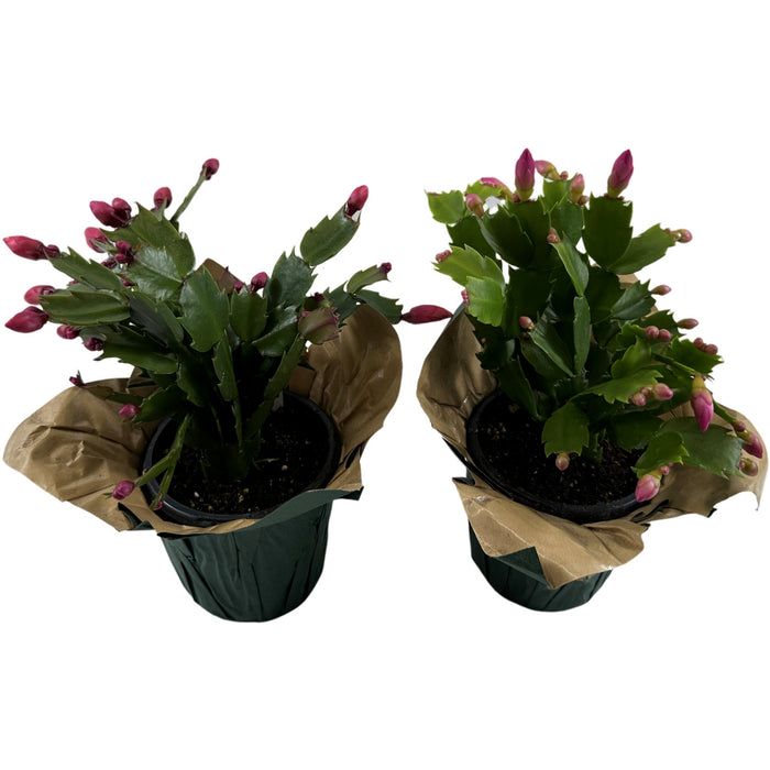 Christmas Cactus 4" or 6" Grower Pot with Holiday Slip Cover- Grower's Choice