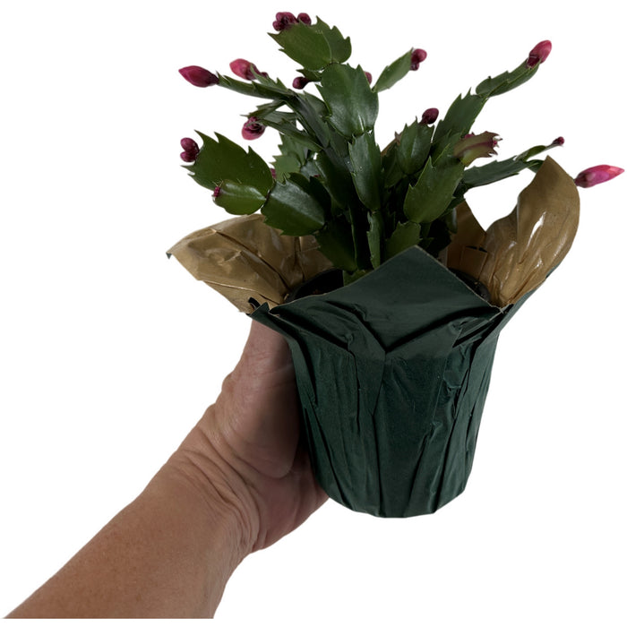 Christmas Cactus 4" or 6" Grower Pot with Holiday Slip Cover- Grower's Choice