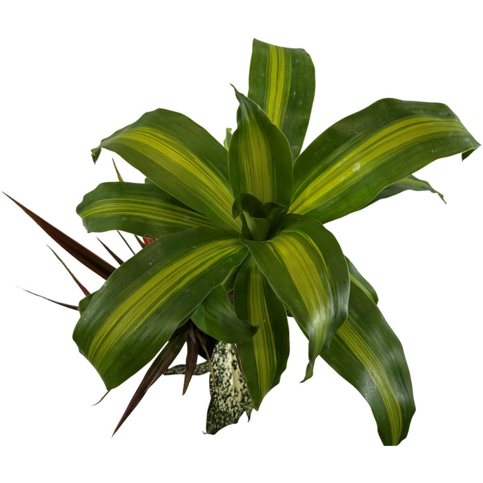 Combination Foliage  6" Grower Pot-Growers Choice