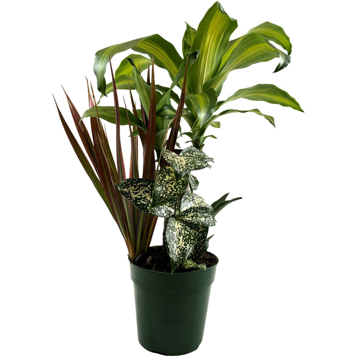 Combination Foliage  6" Grower Pot-Growers Choice